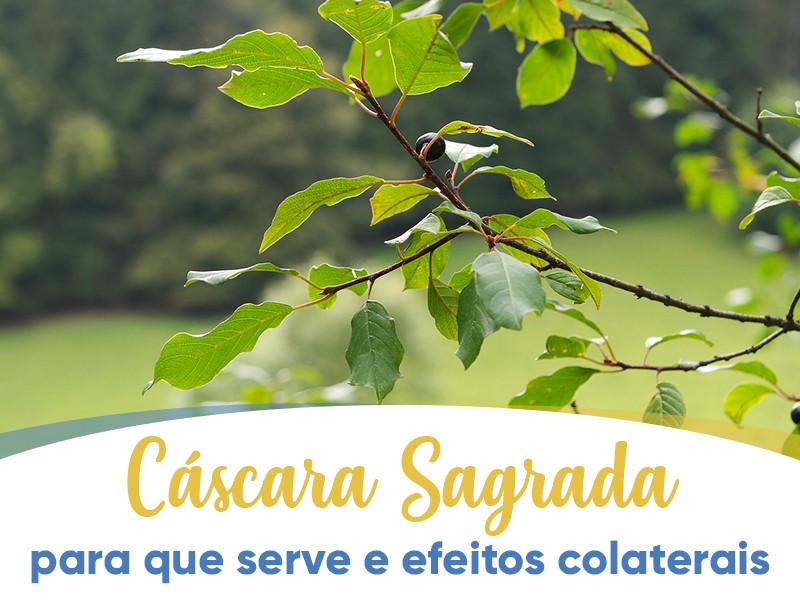 Cáscara Sagrada: para que serve e efeitos colaterais